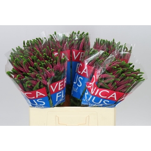 Veronica Spray Iselle X 20