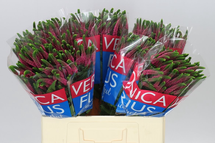 <h4>Veronica Spray Iselle X 20</h4>