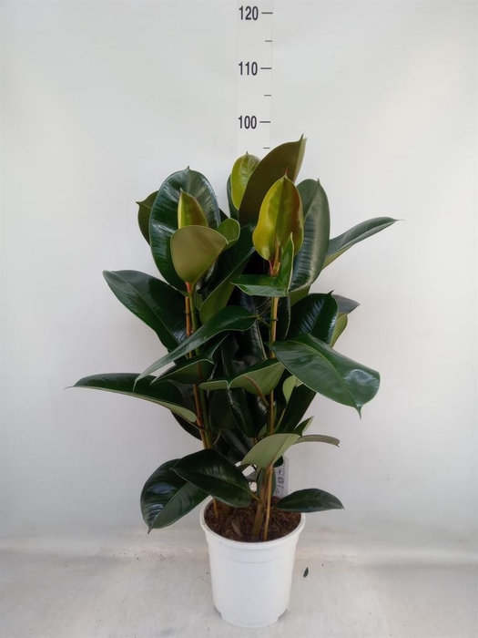 <h4>Ficus   ...</h4>