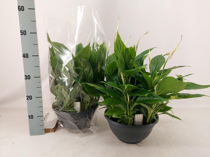 <h4>SPATH CHOPIN</h4>