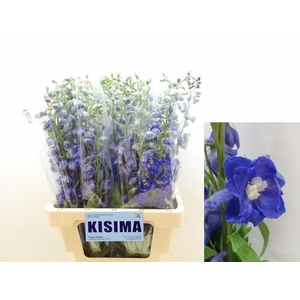 DELPH DU C LAV SHADE