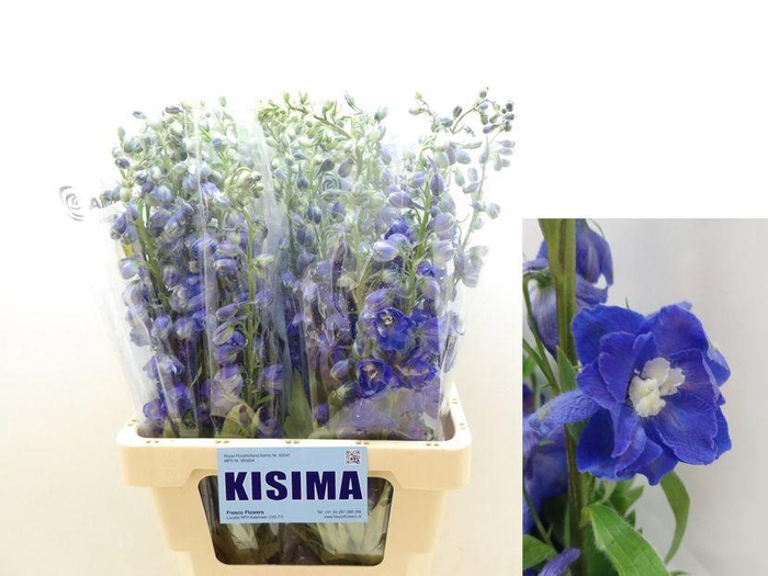 <h4>Delph Du C Lav Shade</h4>