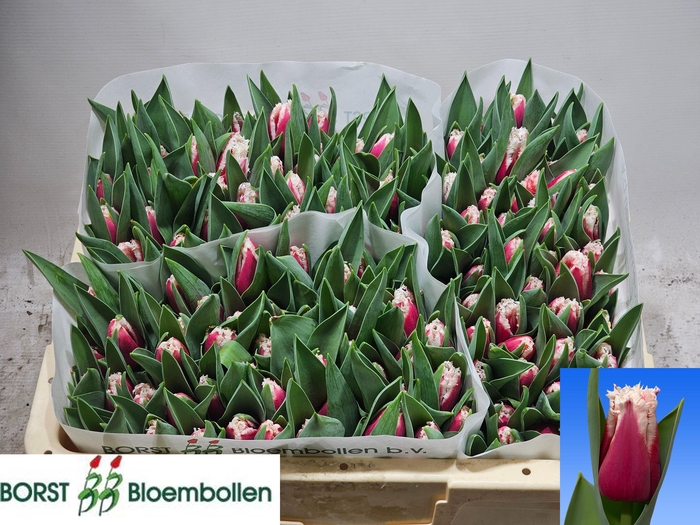 <h4>TU FR SAN LEANDRO</h4>