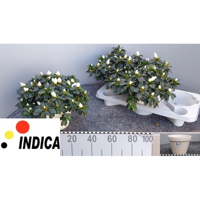 <h4>RHODO SI WITTE VOGEL</h4>