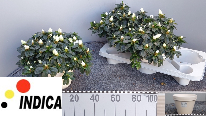 <h4>RHODO SI WITTE VOGEL</h4>