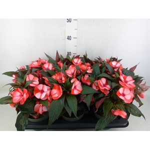 Impatiens NG 'Tamarinda Red Bicol'