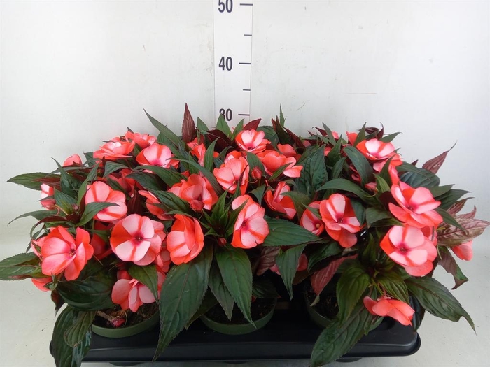 <h4>Impatiens NG 'Tamarinda Red Bicol'</h4>