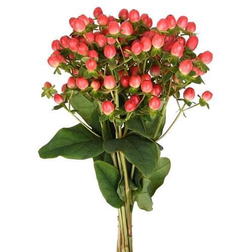 <h4>HYPERICUM MAGICAL ROYAL PRINCESS Tessa</h4>