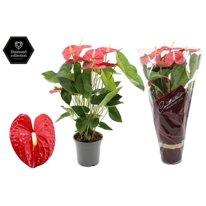 Anthurium 17 cm Jambo Red in Couture Diamond sleeve