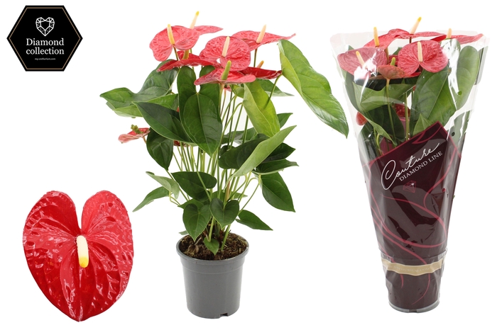 <h4>Anthurium 17 cm Jambo Red in Couture Diamond sleeve</h4>