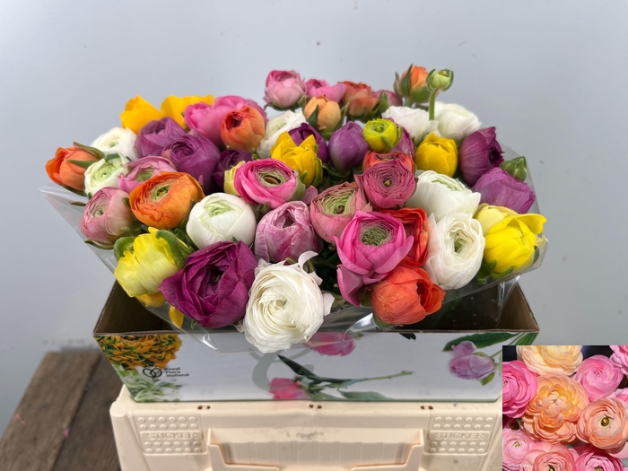 <h4>RAN GEM IN BOS</h4>