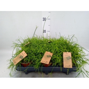 Rhipsalis baccifera 'Oasis'