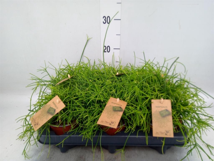 <h4>Rhipsalis baccifera 'Oasis'</h4>