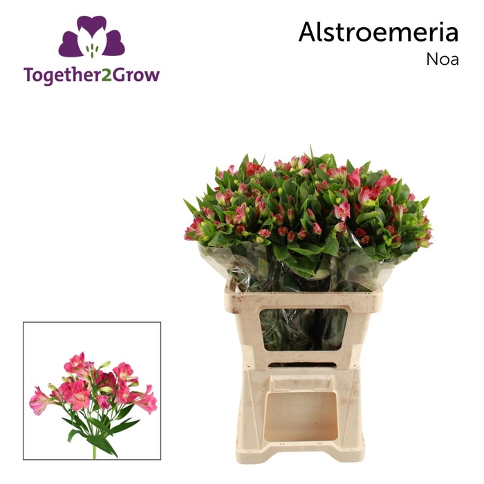 <h4>ALST FL NOA ..</h4>