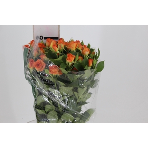 ROSA SPRAY BABE 060 CM