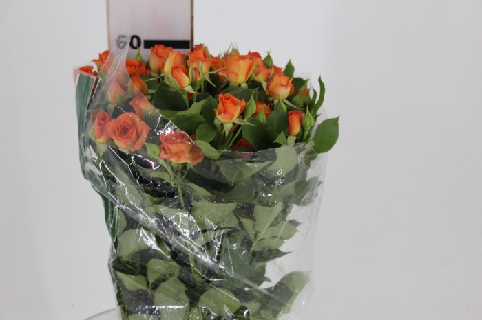 <h4>ROSA SPRAY BABE 060 CM</h4>