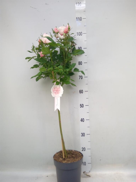 <h4>Rosa ST  ...</h4>