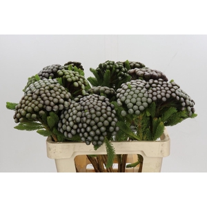 Kaaps Groen Albiflora