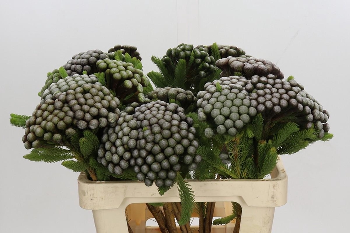 <h4>Kaaps Groen Albiflora</h4>