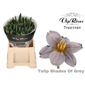 TU EN Paint SHADES OF GREY RV