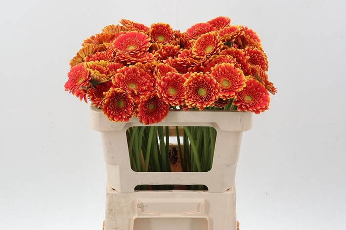 <h4>Ge Mi Franky</h4>