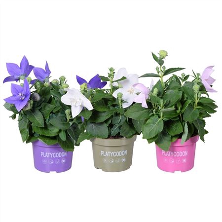 Platyco Grandiflorus