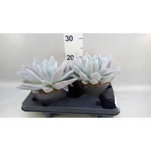 Echeveria  'Mexican Giant'