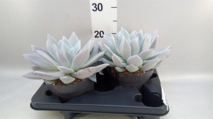 <h4>Echeveria  'Mexican Giant'</h4>