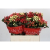 Hypericum Rainbow Romance