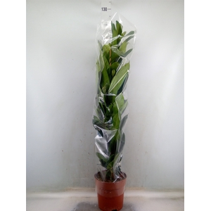 Ficus cyathistipula