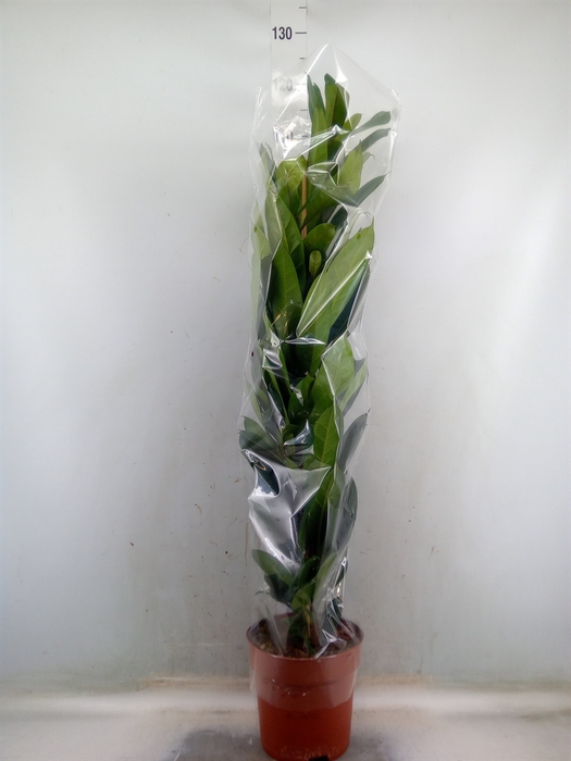<h4>Ficus cyathistipula</h4>