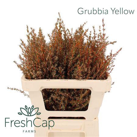 <h4>Grubbia Yellow</h4>