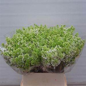 Syr V Mme Fl Stepman