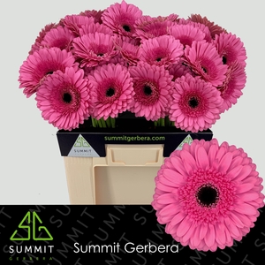 Gerbera Peppa Water