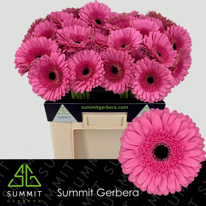 <h4>Gerbera Peppa Water</h4>