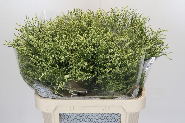 <h4>Limonium China Lemon</h4>