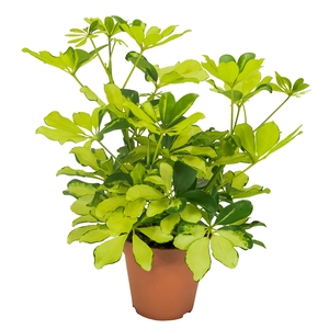 Schefflera Melanie Vertakt