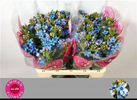 <h4>Oxy Co Tan Pure Blu</h4>