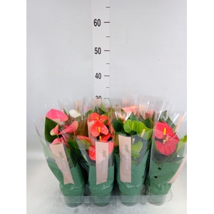 Anthurium   ...mix