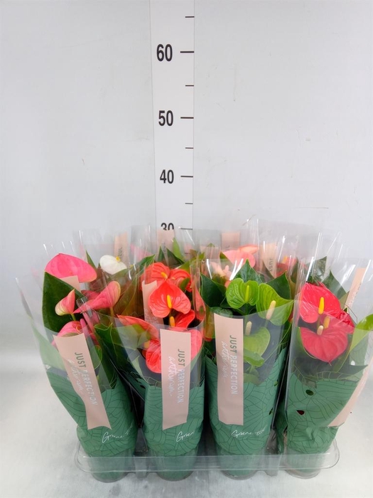 <h4>Anthurium ...mix</h4>