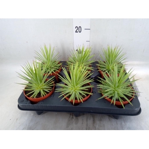 Agave stricta 'Nana'