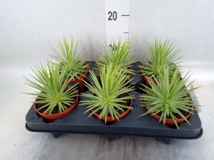 <h4>Agave stricta 'Nana'</h4>