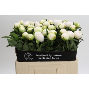 Paeonia Madame Claude Tain