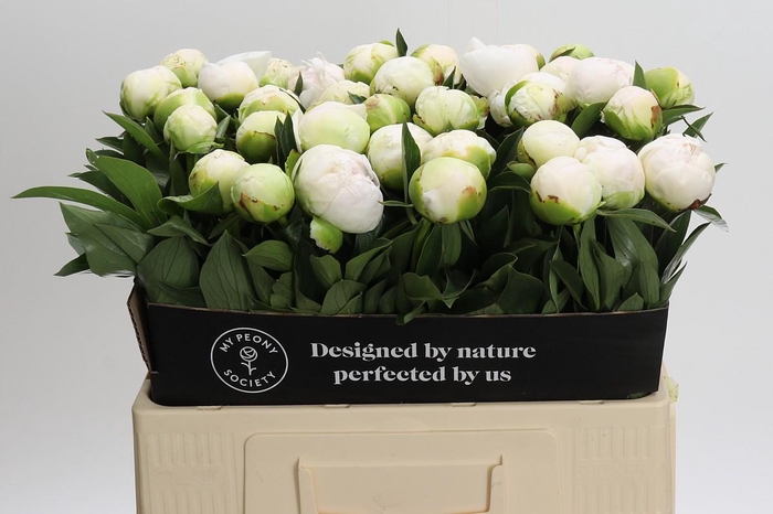 <h4>Paeonia Madame Claude Tain</h4>