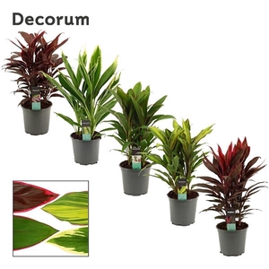 Cordyline Mix P19