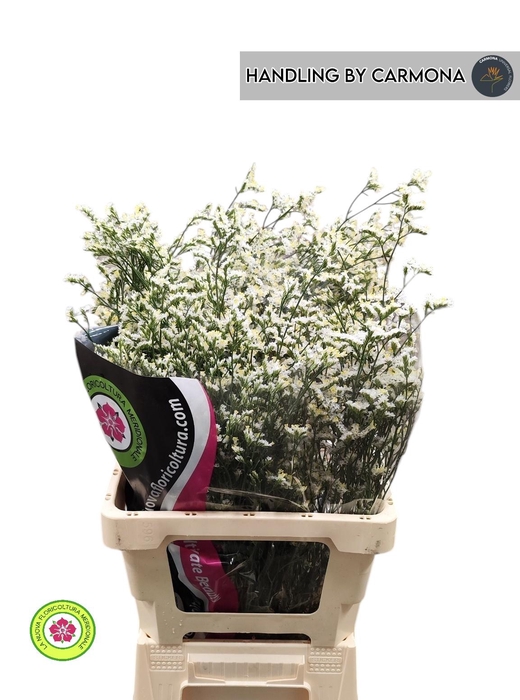 <h4>LIM SIN CHINA WHITE</h4>