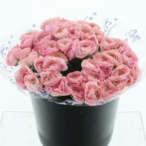 Ran Su Sr Charleston Super