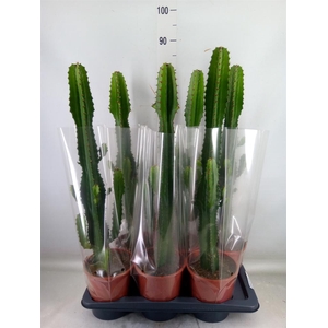 Euphorbia acrurensis