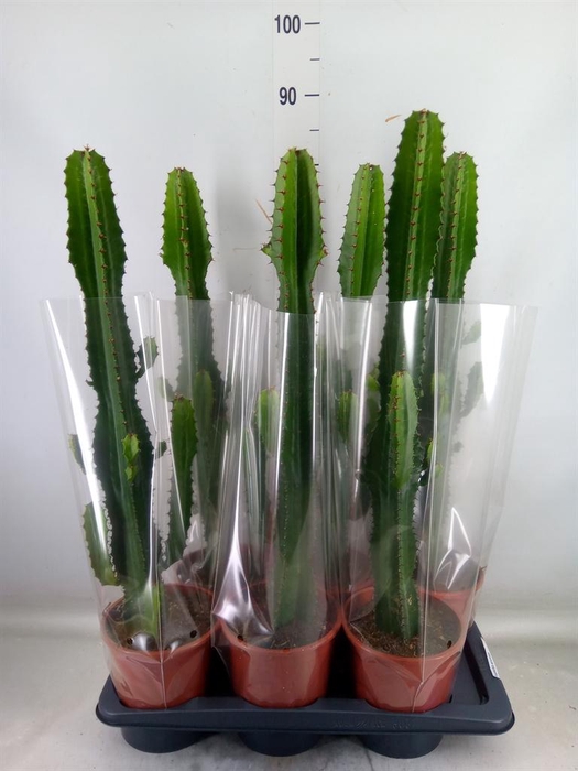 <h4>Euphorbia acrurensis</h4>