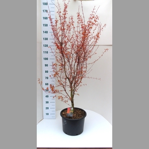 ACER PA KATSURA